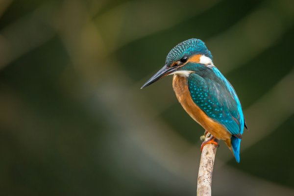 Comment organiser une expédition pour observer les oiseaux migrateurs au Kenya ?